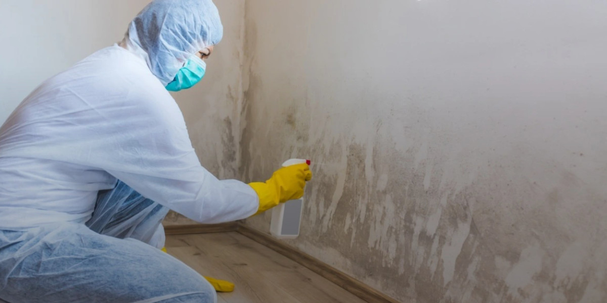 How to Tackle Mold Removal on Walls Safely and Effectively
