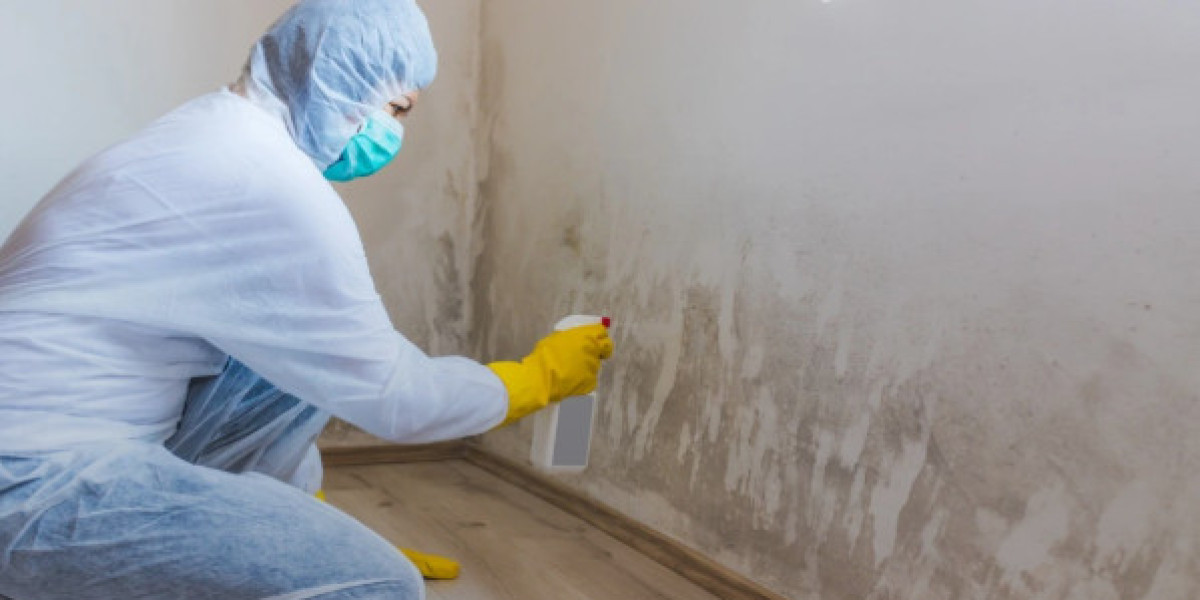 How to Tackle Mold Removal on Walls Safely and Effectively