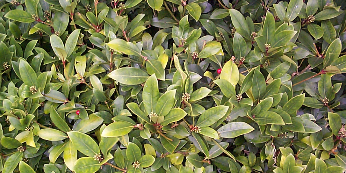 Top List of Australian Casinos Expert Picks for 2025