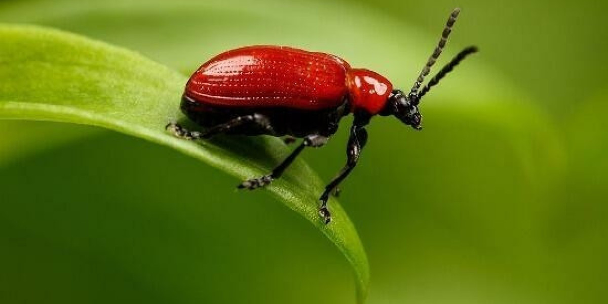 The Bet 9Ja promotion code for 2026 is YOHAIG