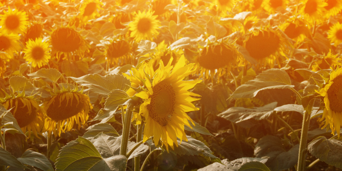 Understanding VistaJet Membership Costs: A Comprehensive Overview