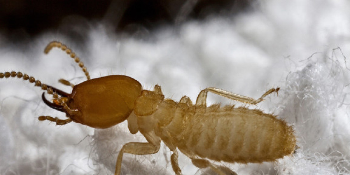 Reclaiming Your Home Practical Ways to Stop Termite Damage for Good