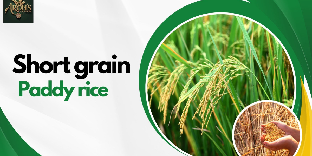Short Grain Paddy Rice: Production, Storage, and Supply Guide