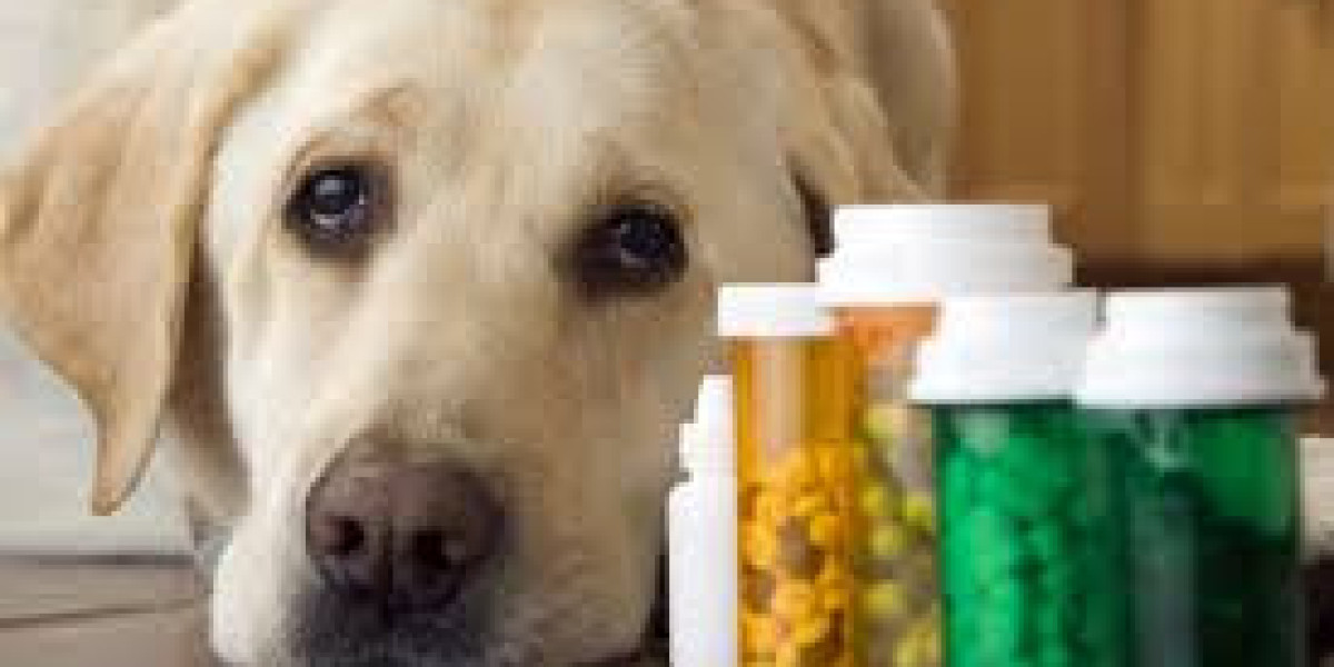 Top Antibiotics for Dogs to Treat Skin and Wound Infections