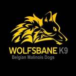 Wolfs bane K9 Profile Picture
